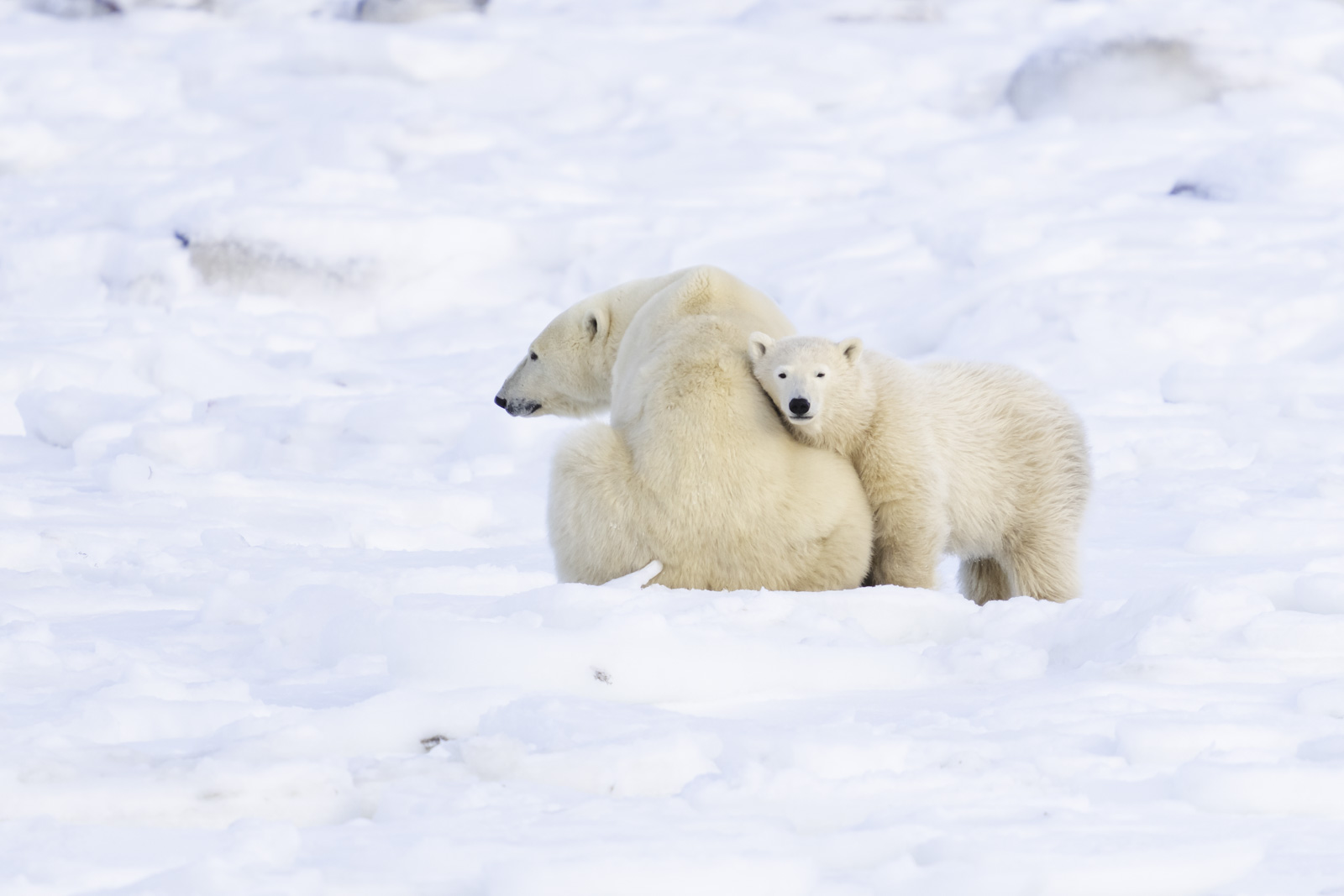 Polar Bear Mom and Cub
