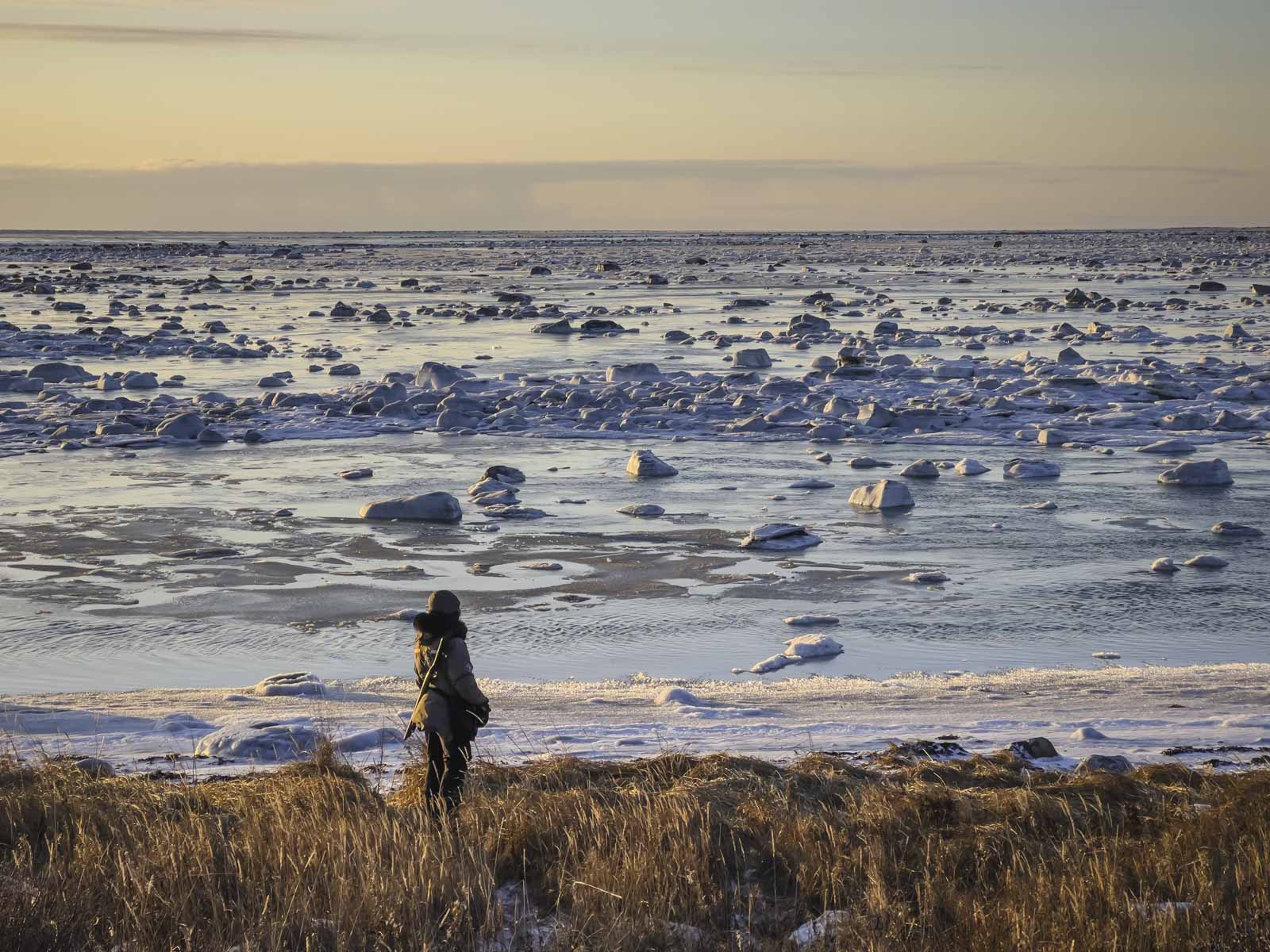 Looking for polar bears in Churchill Manitoba