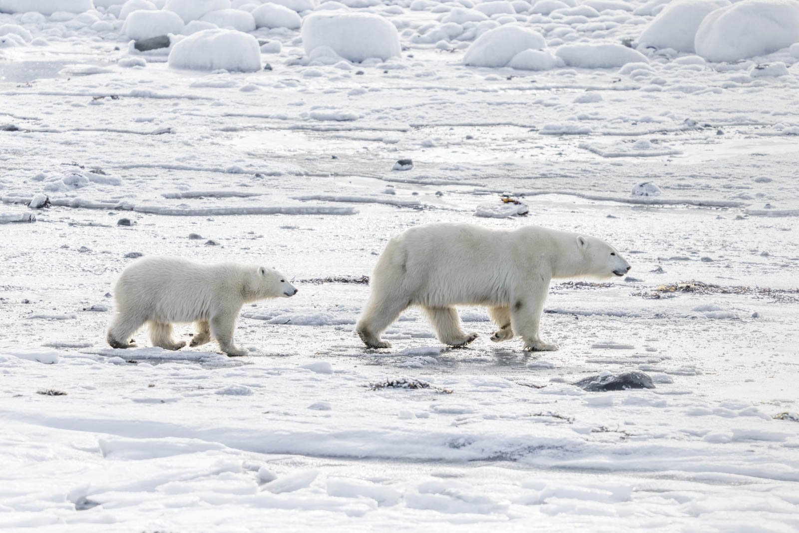 Walking With Polar Bears Churchill wild