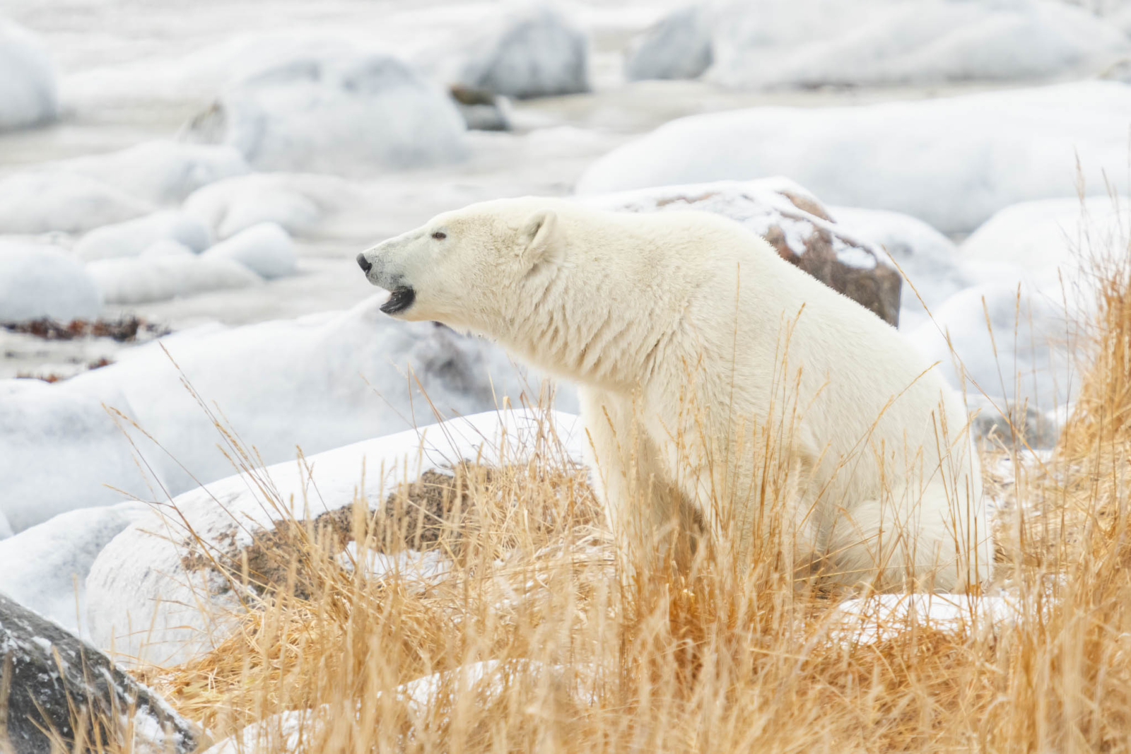 The Polar Bear Life Cycle - Churchill Wild Polar Bear Tours