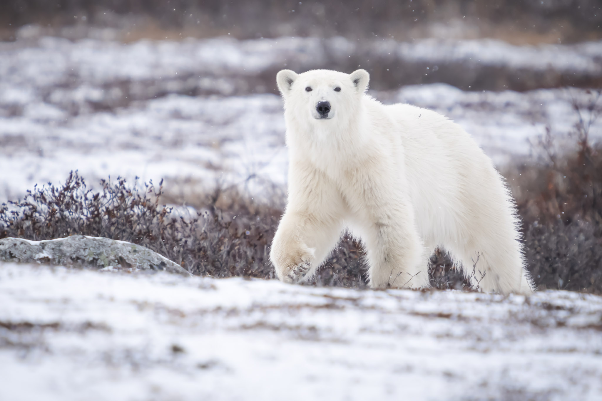 polar bear tours walking with polar bears curious female