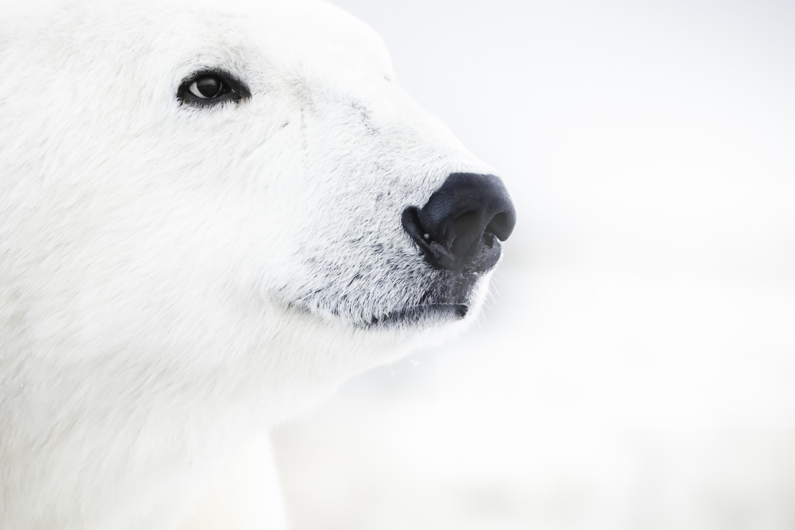 Polar Bear Tours Churchill Wild