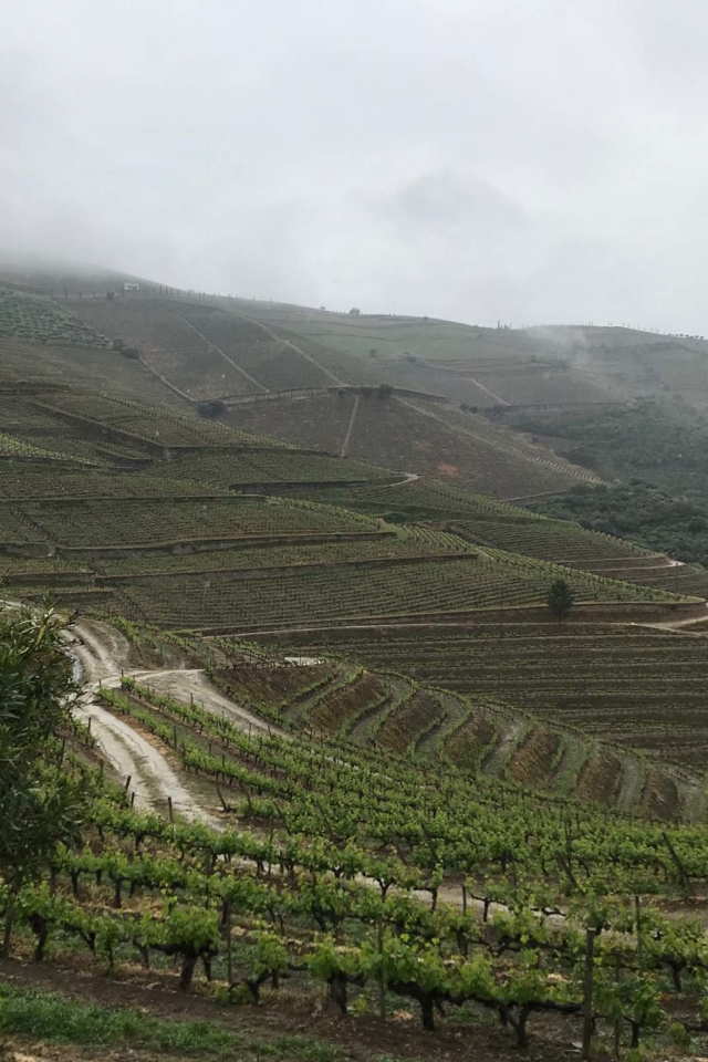 top wineries in the douro valley