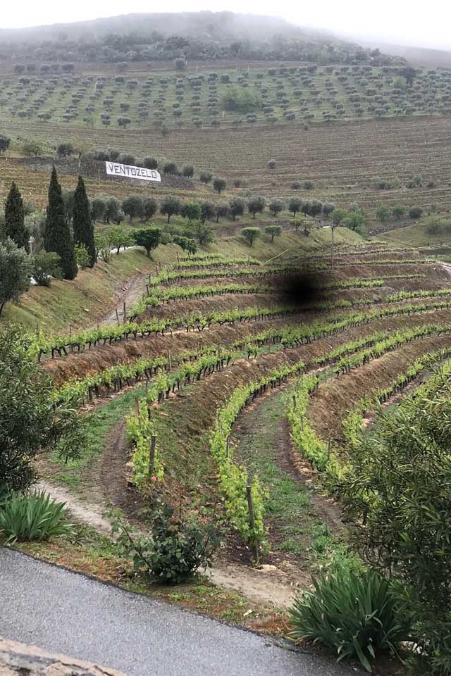ventozelo vineyard douro portugal