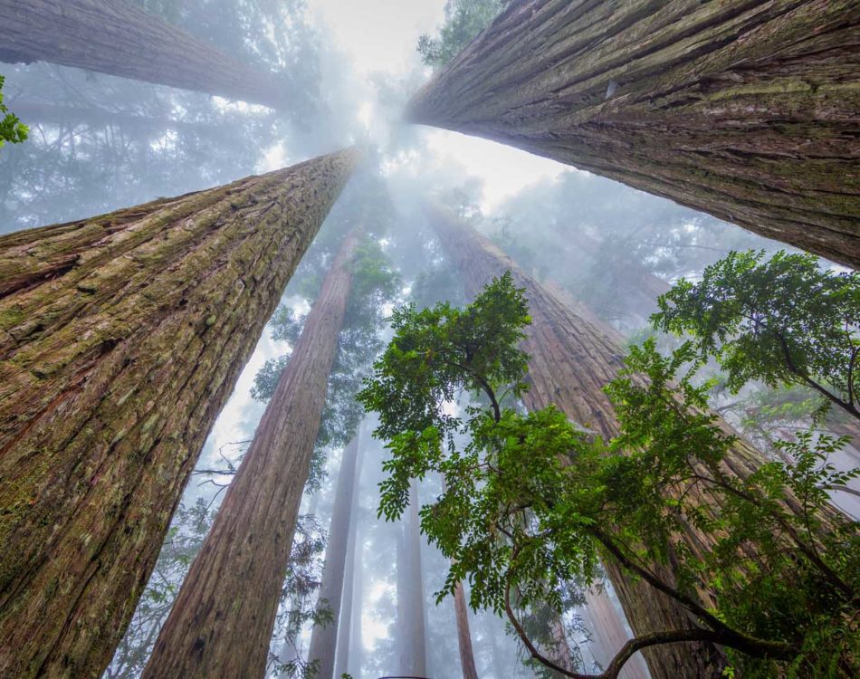 The Complete Guide to Visiting Redwood National Park