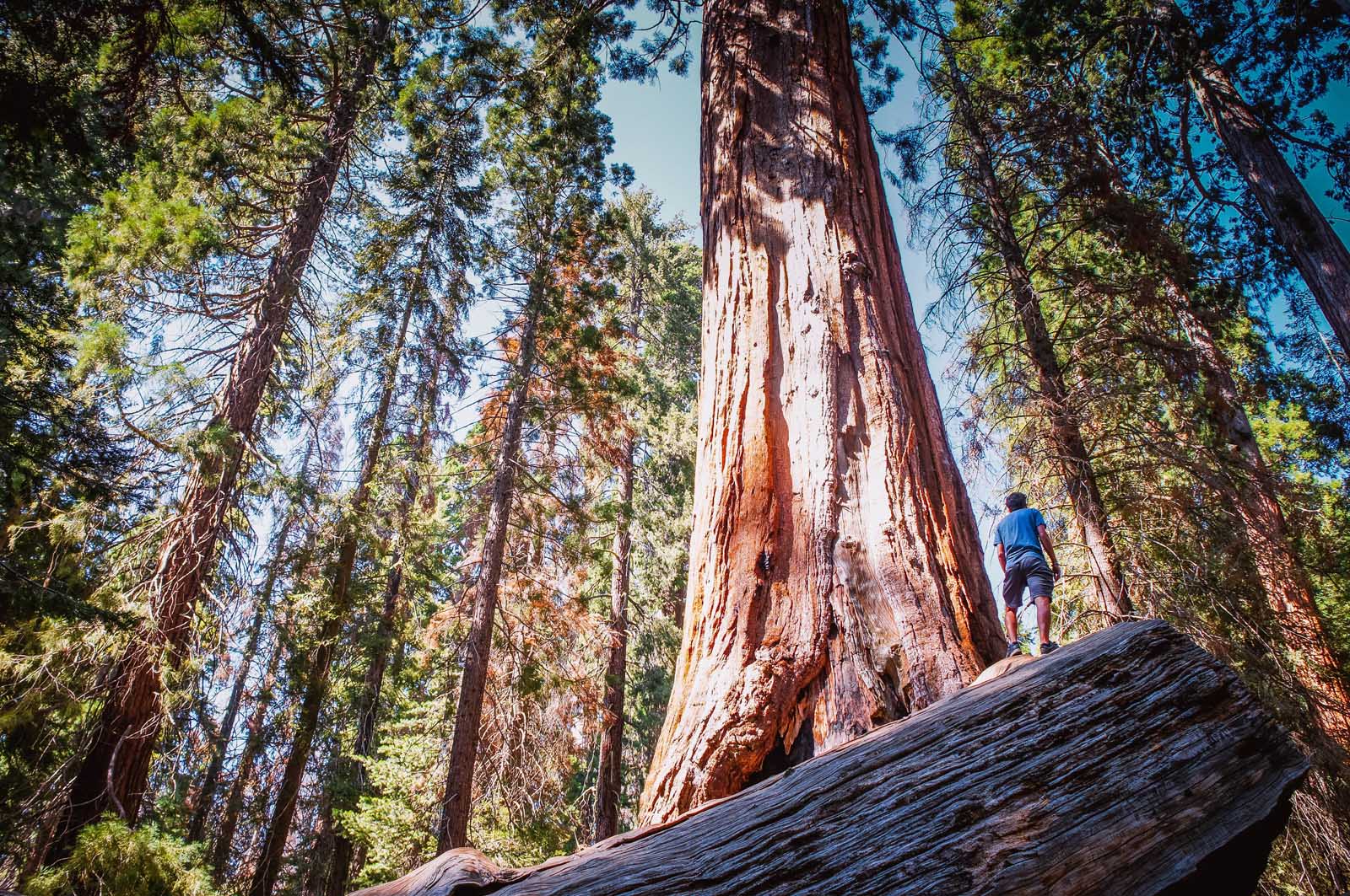 Redwood National Park FAQ