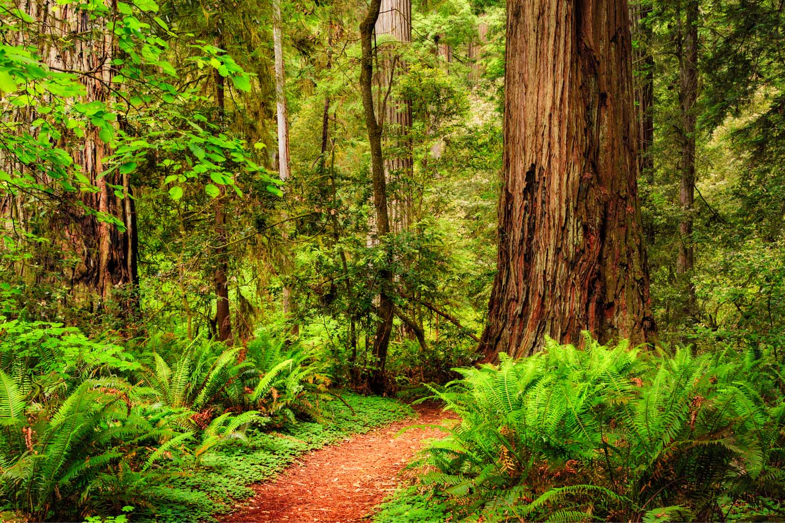 Redwood National Park Stout Grove