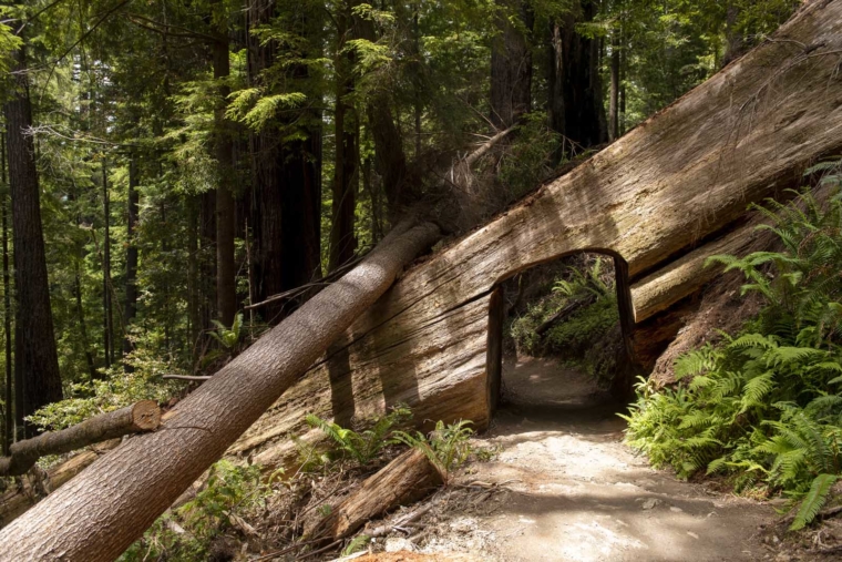 The Complete Guide To Visiting Redwood National Park - The Planet D