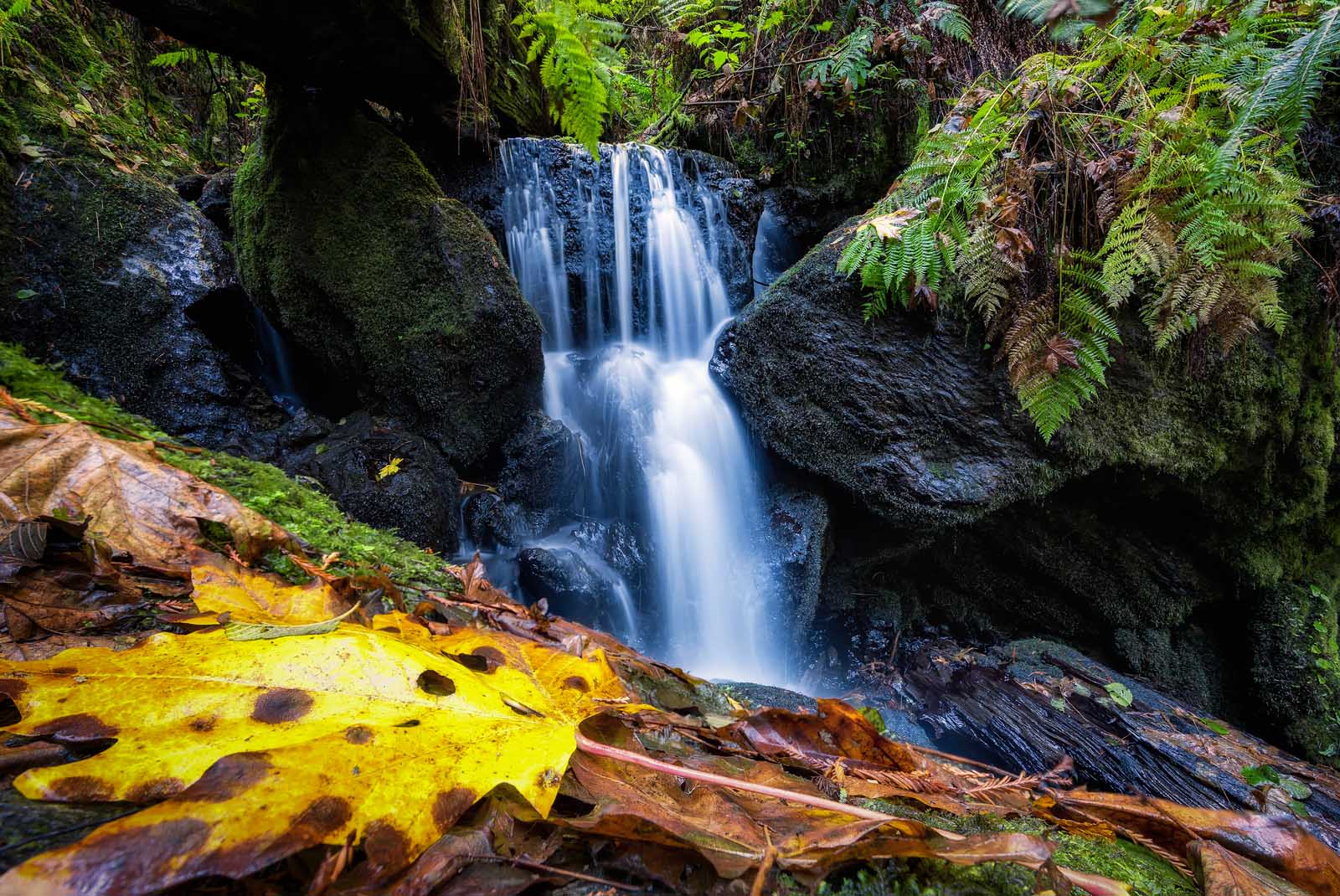 Redwood National Park Guide Trillium Falls