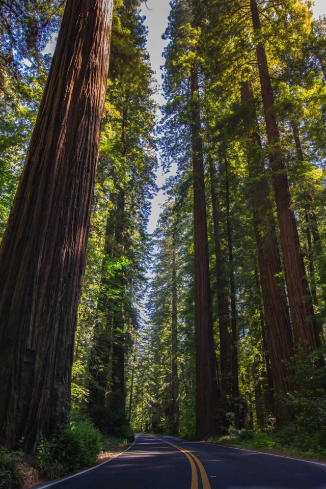 Redwood National Park History