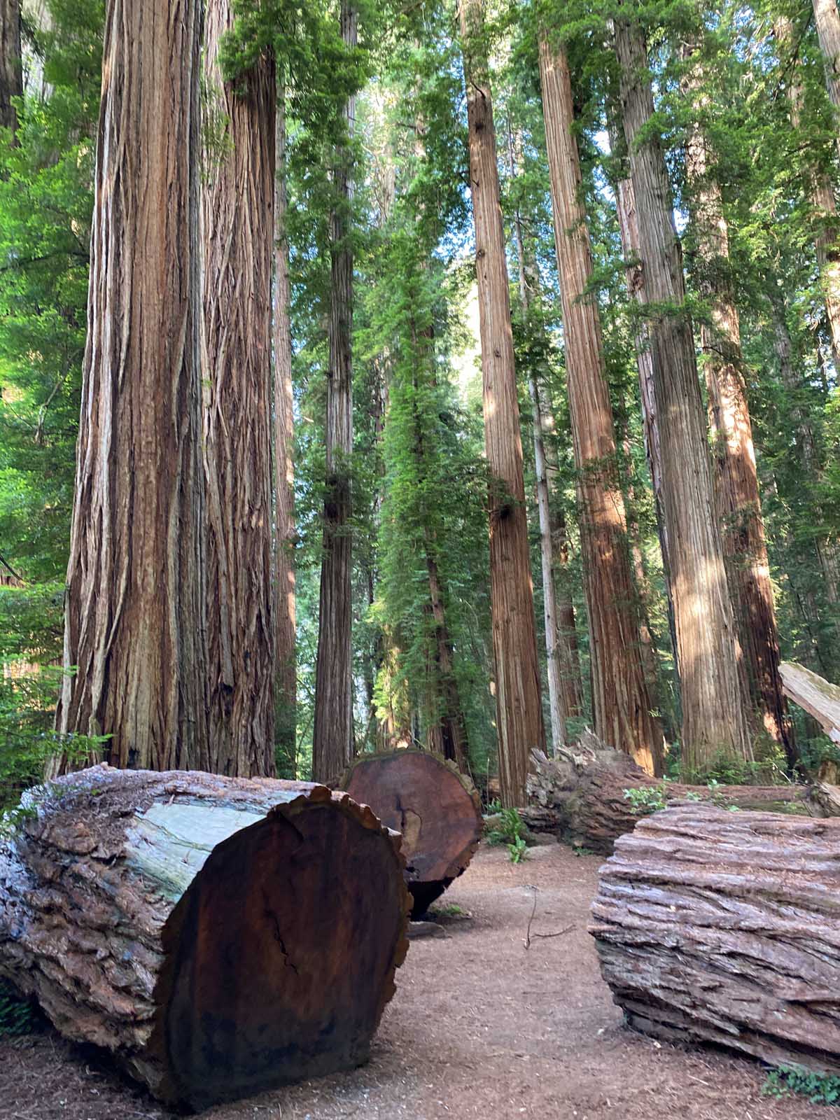 Nearest Airport To Redwood National Park - og035dt