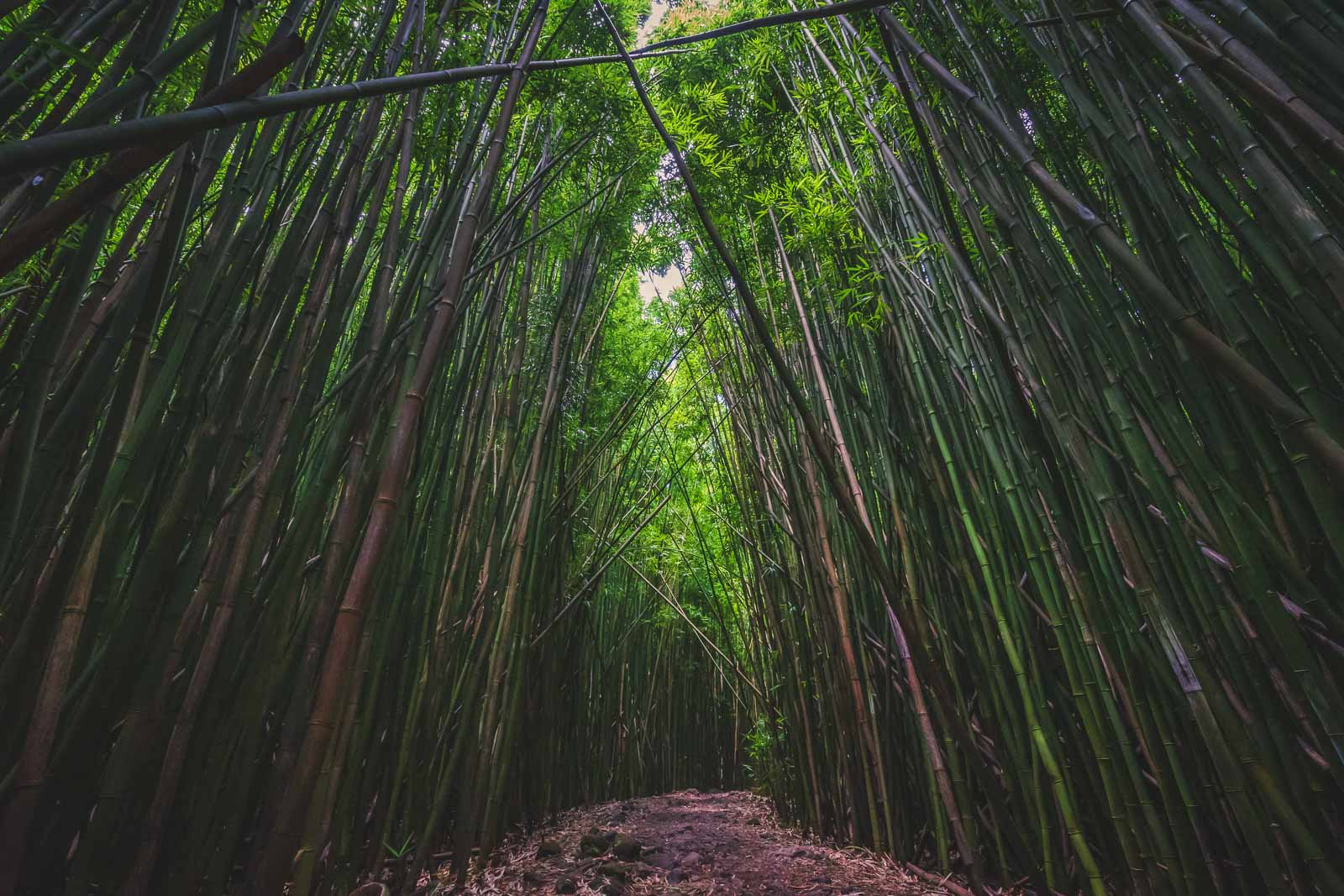 Bamboo Forest stop on Road to Hana