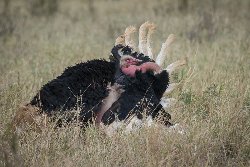 Male ostrich in his mating dance