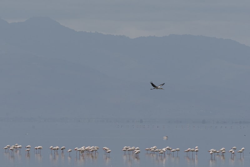 Flamingos on Lake Manyara
