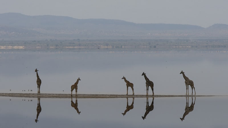 Giraffes on safari at Lake Manyara