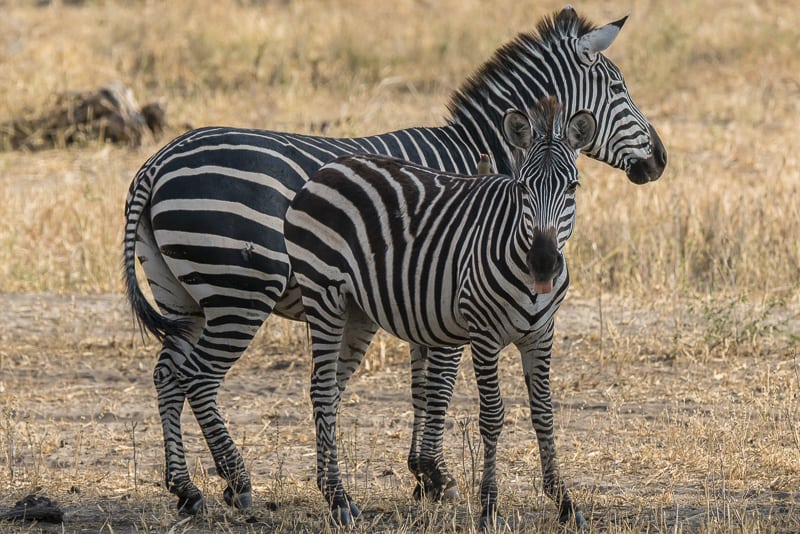 Zebras in Tarangire National Par