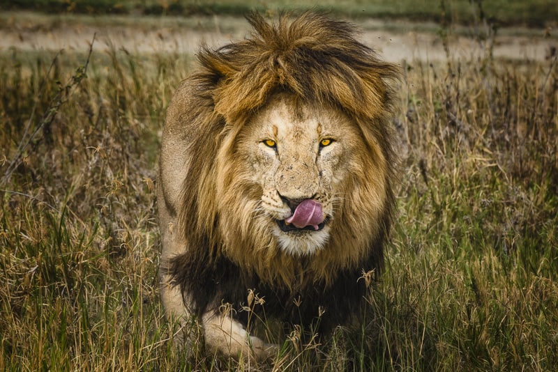 tanzania safari male lion licking chops