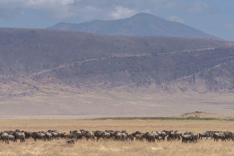 Wildlife in the Ngorogoro Crater