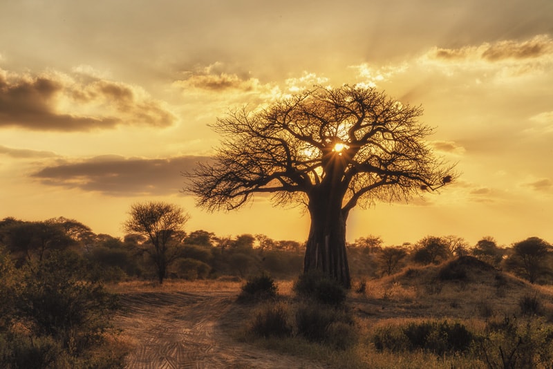 Sunset in Tarangire National Park in Tanzania