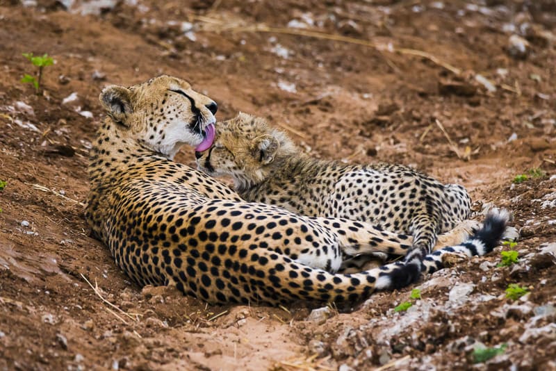 animal encounters cheetah with cub