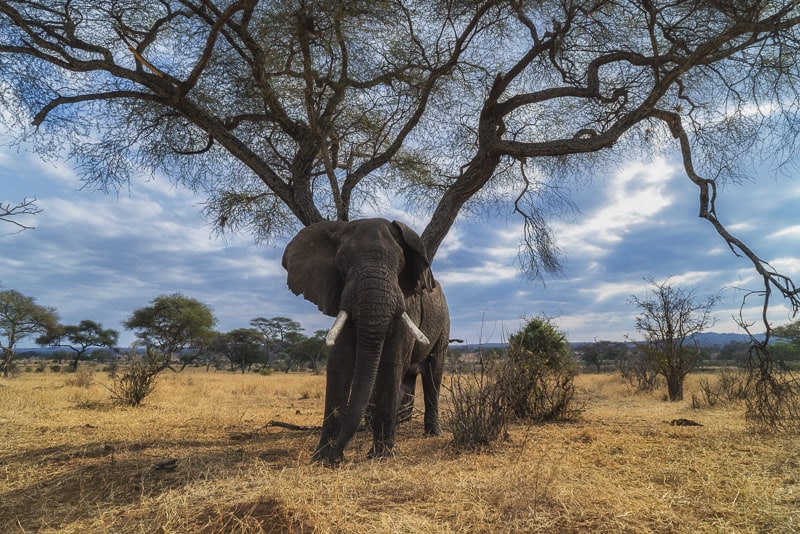 On Safari in Tanzania: The Ultimate Wildlife Experience | The Planet D