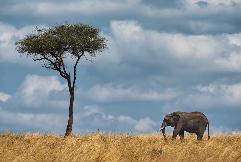 africa safari lone elephant lone tree