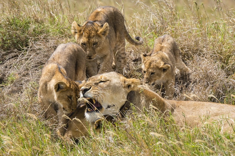 On Safari in Tanzania: The Ultimate Wildlife Experience | The Planet D