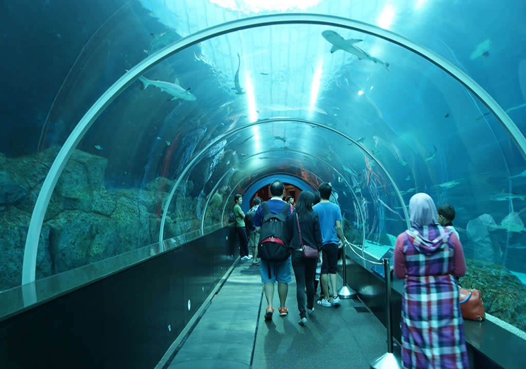 Inside the S.E.A. Aquarium Singapore 