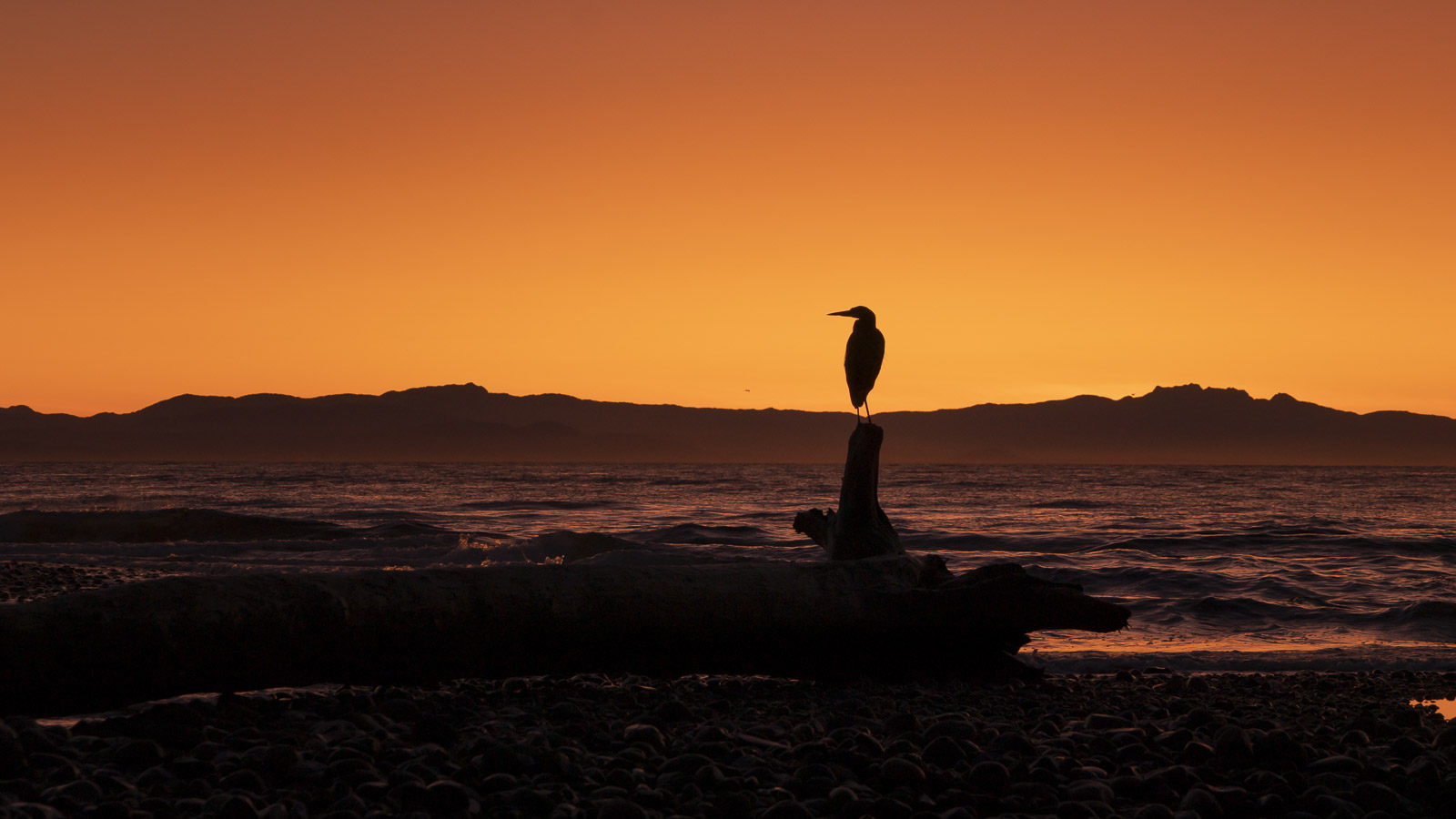 bird at sunset on sunshine coast in bc