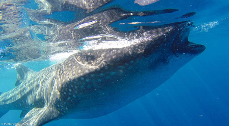 Swimming-with-Whale-sharks-mexico-eating