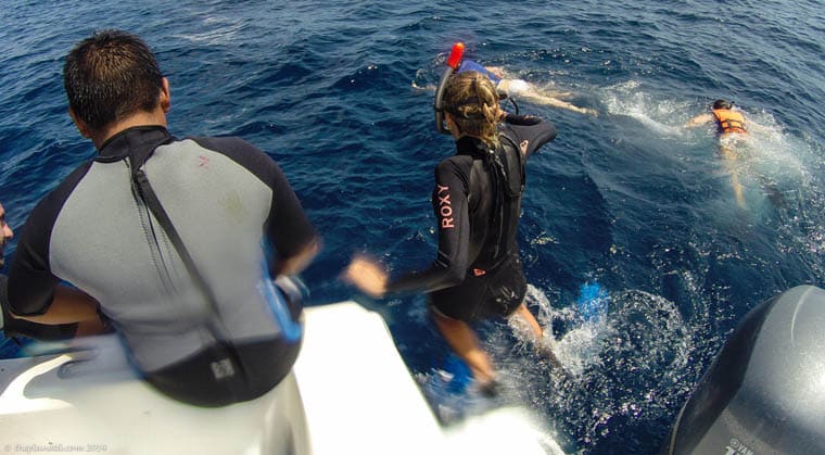 swimming with whale sharks guide