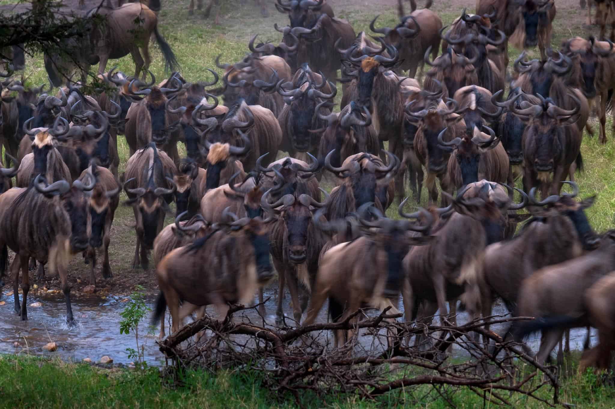tanzania wildlife safari great migration