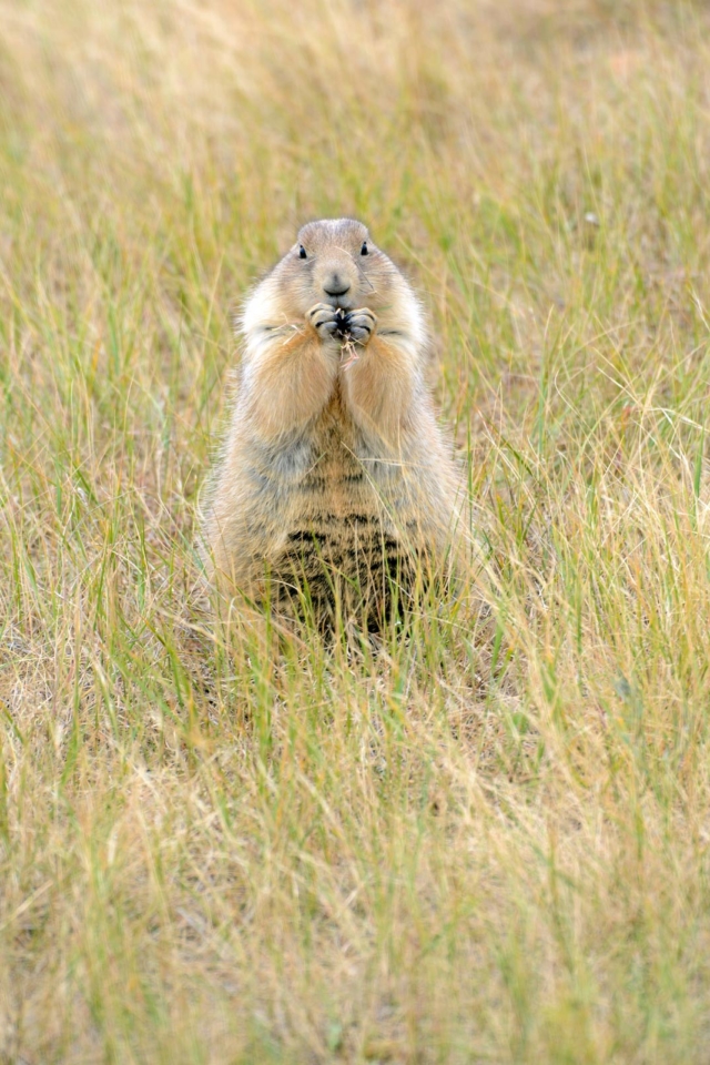 things to do in badlands national park roberts prairie dog town south dakota