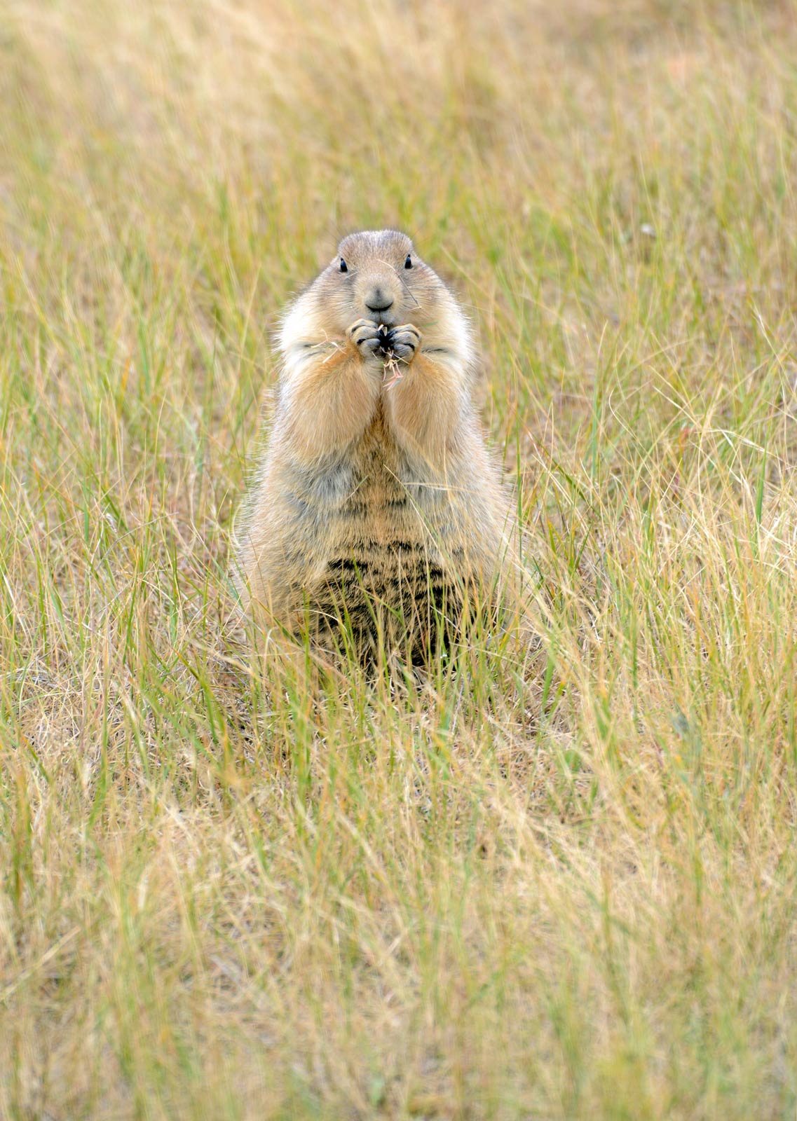 roberts prairie dog town south dakota