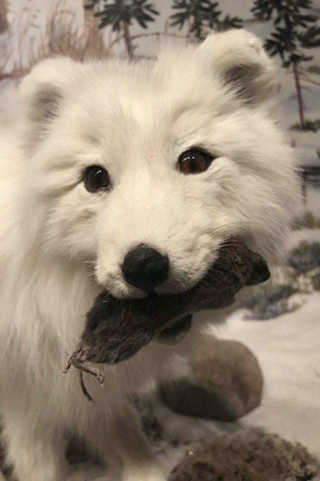 Itsanitaq Museum in Churchill Manitoba