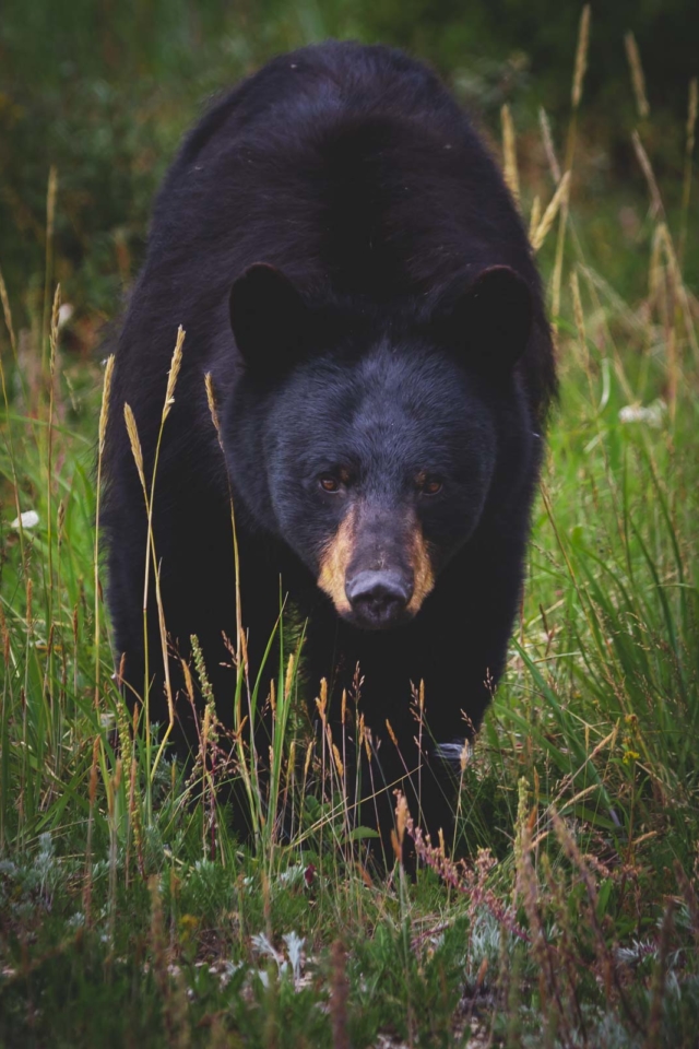 Churchill Manitoba Wildlife