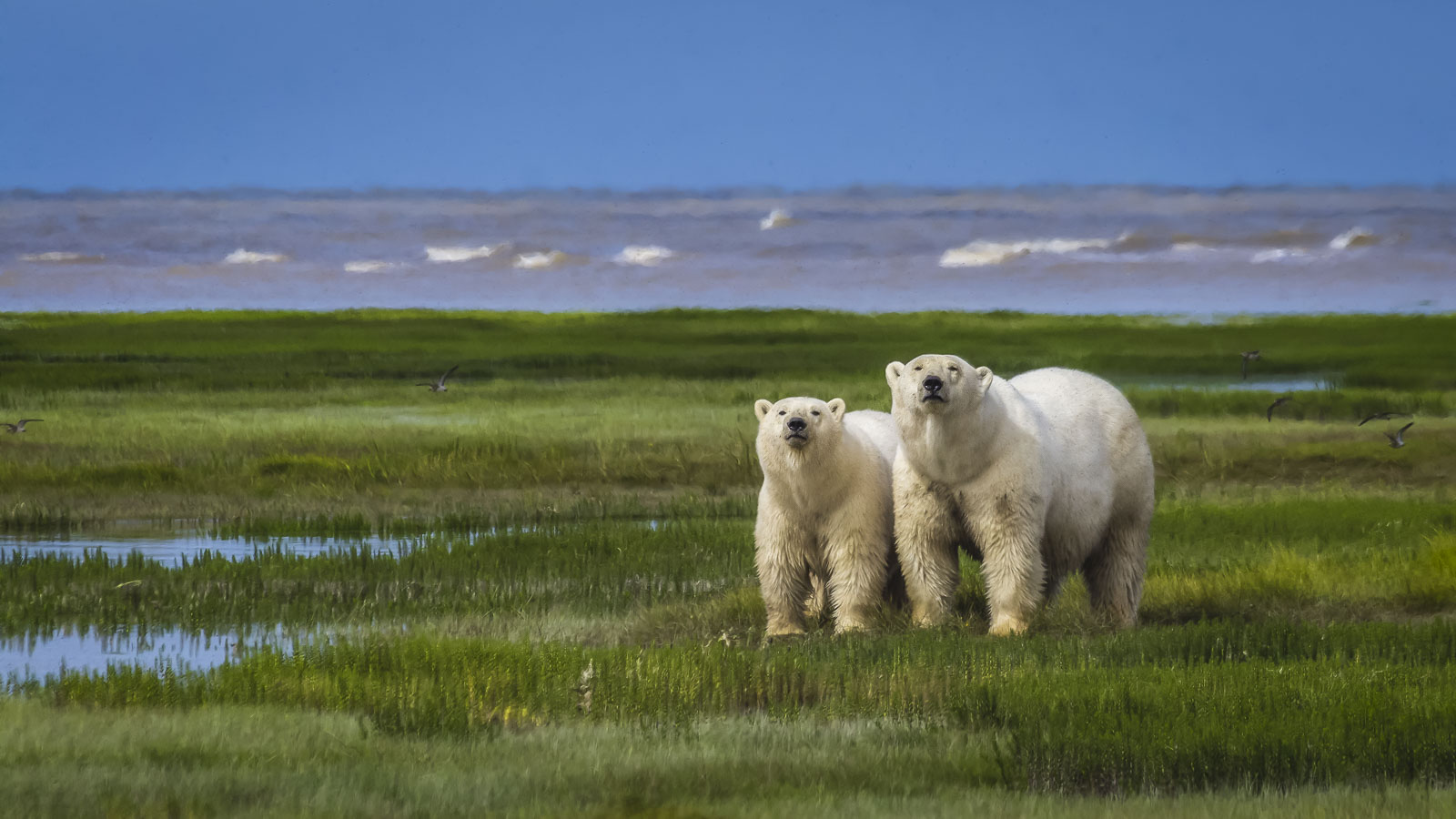 Walking With Polar Bears near Churchill Manitoba