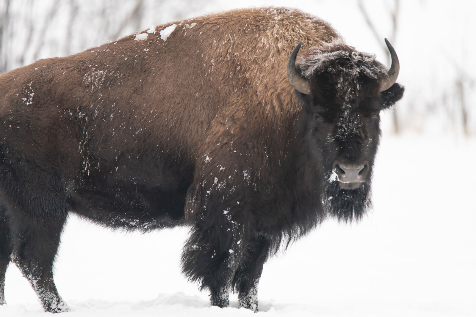 buffalo in winter in edmonton's elk island