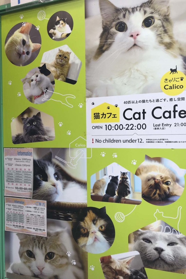 tokyo cafes cat