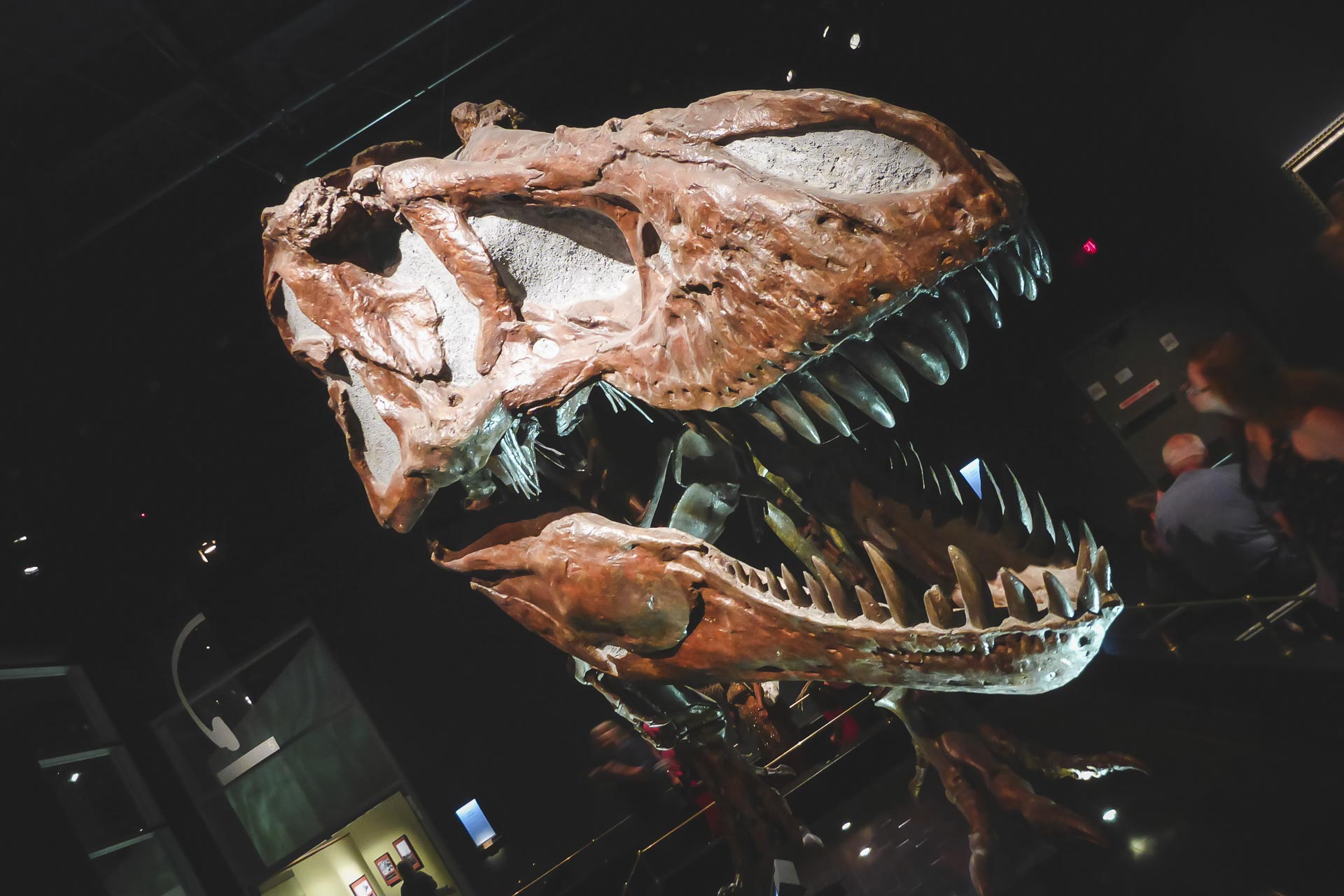 things to do in drumheller royal tyrrell museum 
