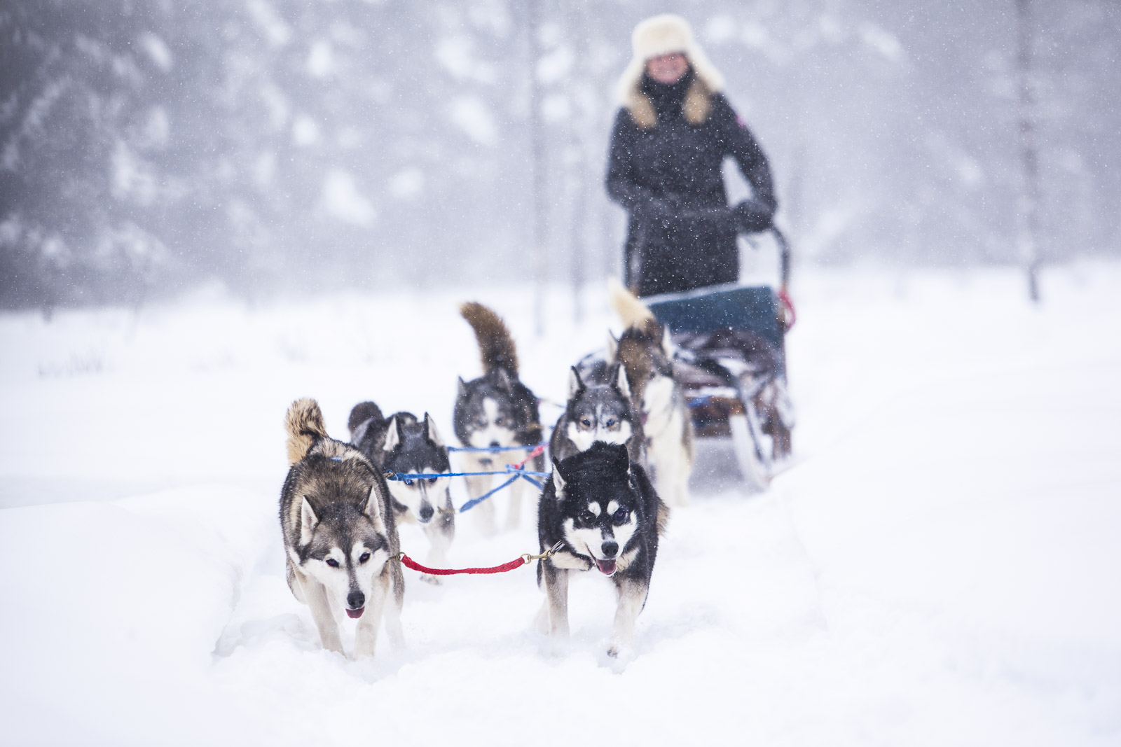 things to do in Haliburton Dog Sledding Winterdance