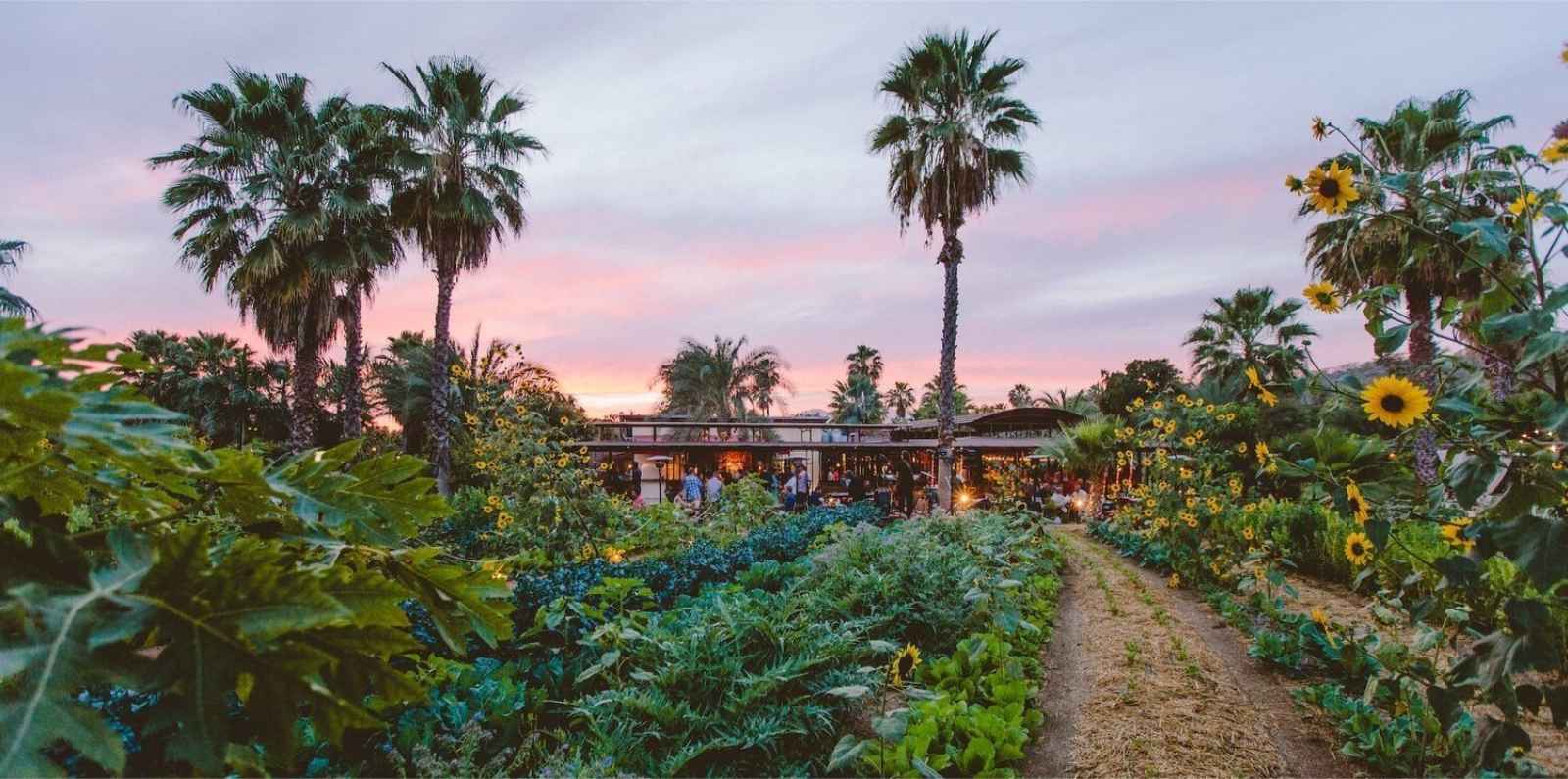 Things to do In San Jose Del Cabo Flora Farms