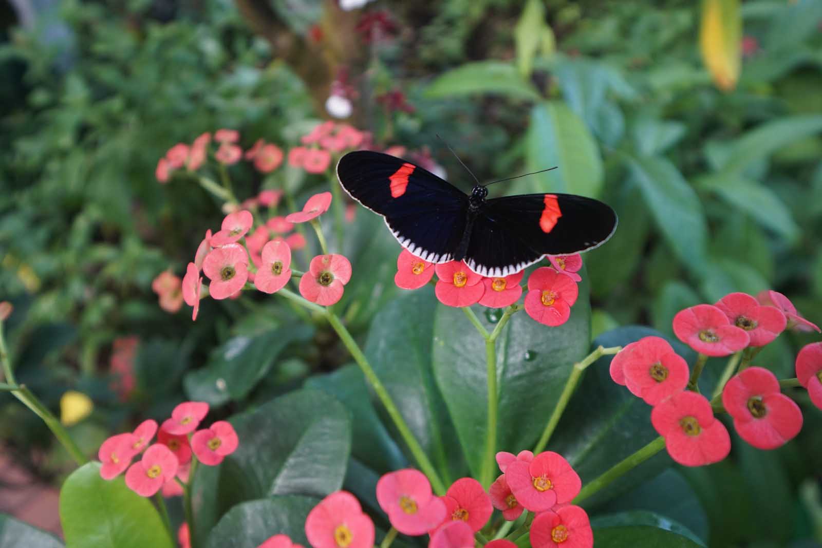 Key West Things to do Key West florida Butterfly and Nature Conservatory