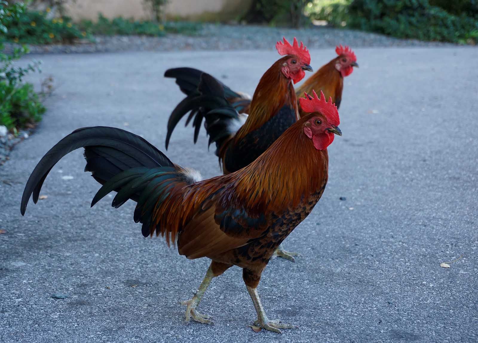 Things to do in Key West Florida Roosters