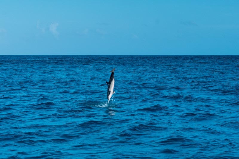 things to do in the Maldives - dolphin watching