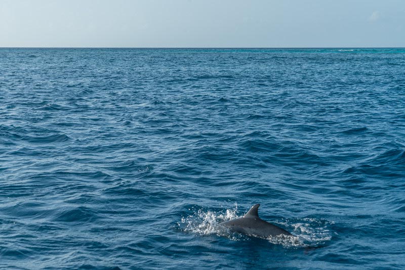 dolphin watching in the maldives things to do in Maldives wildlife