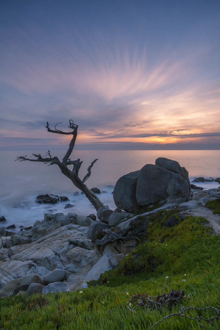 things to do in carmel by the sea ghost tree
