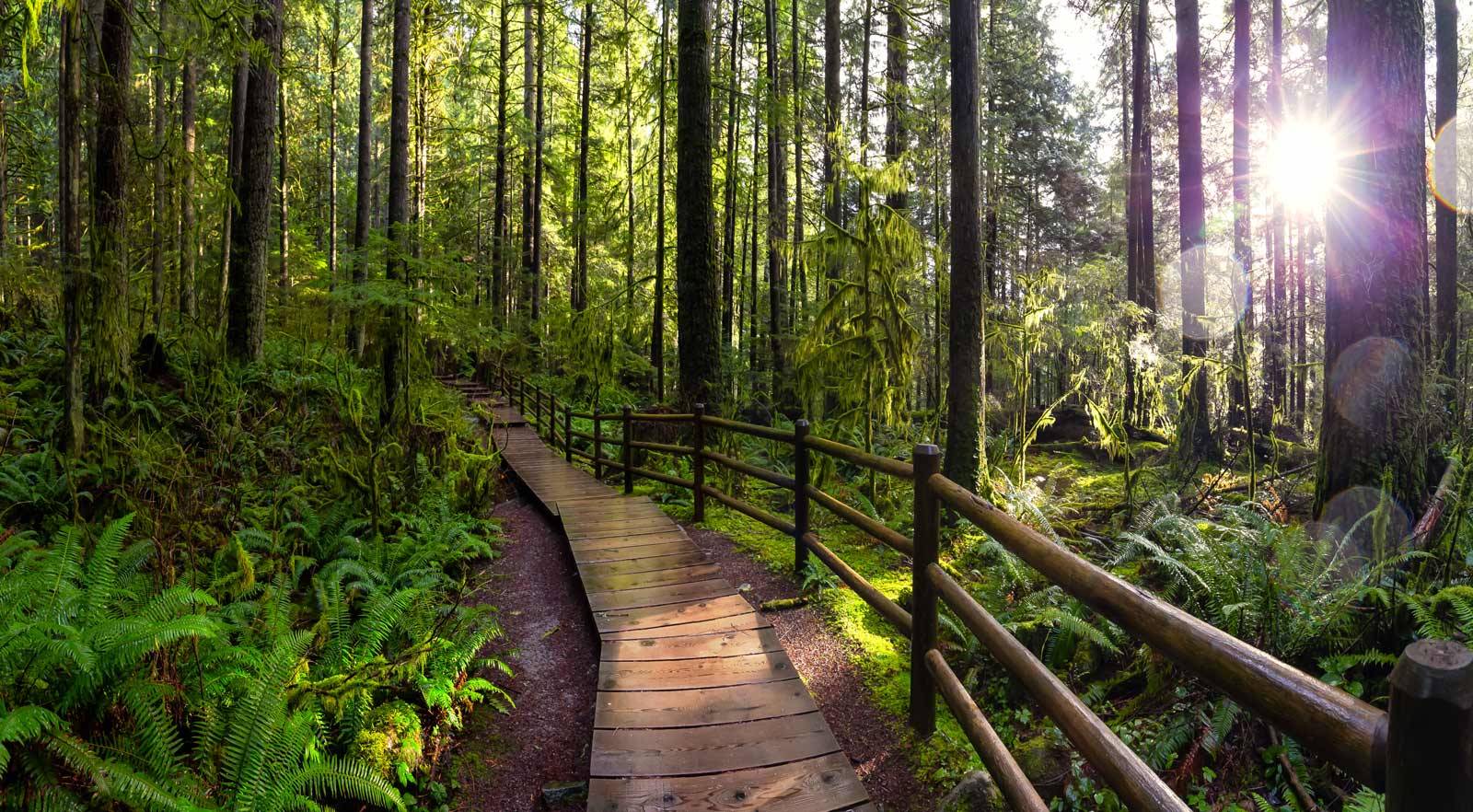 Hiking in Lynn Canyon in Vancouver BC