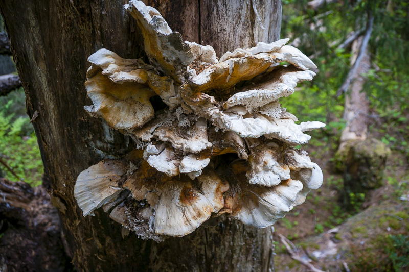 Hike the Chilcoot Trail from Alaska to B.C.