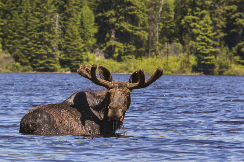 Moose are abundant in Alaska
